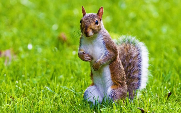 nature, Animals, Squirrels, Animal, World HD Wallpaper Desktop Background