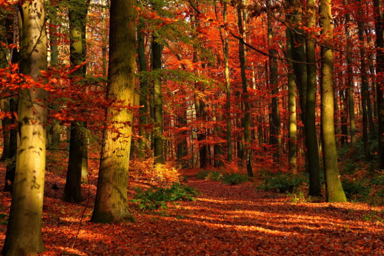 forest, Autumn, Fall HD Wallpaper Desktop Background