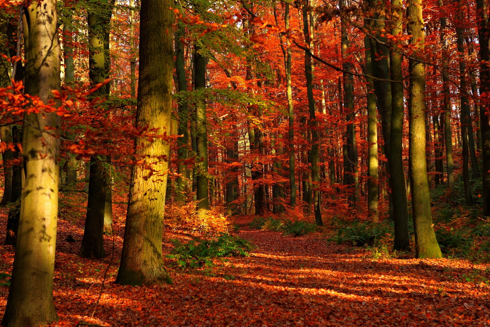 forest, Autumn, Fall Wallpaper