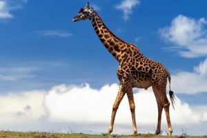 animals, Africa, Mammals, Skyscapes, Giraffes