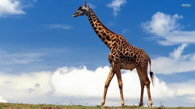animals, Africa, Mammals, Skyscapes, Giraffes HD Wallpaper Desktop Background