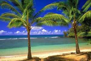 palm, Trees, Sea, Beaches