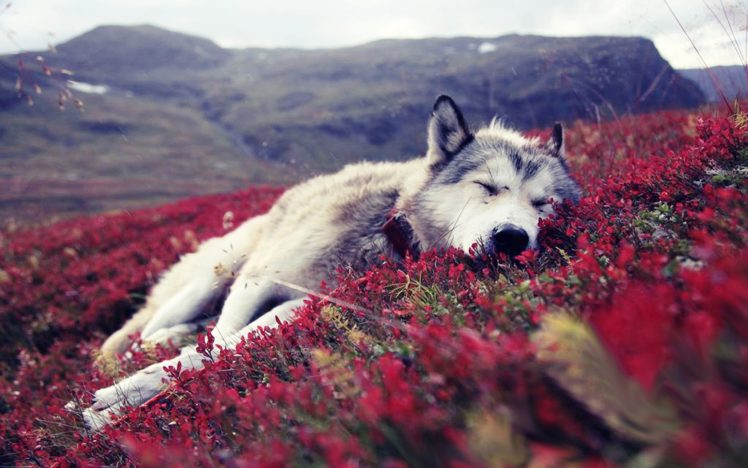 mountains, Nature, Animals, Wildlife, Dogs, Sleeping, Wolves HD Wallpaper Desktop Background
