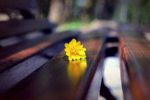 macro, Bench, Flowers, Yellow