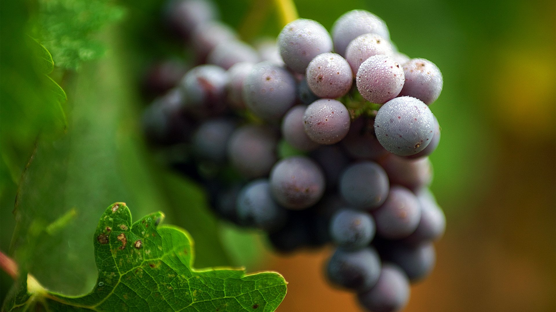 fruits, Grapes, Macro Wallpaper