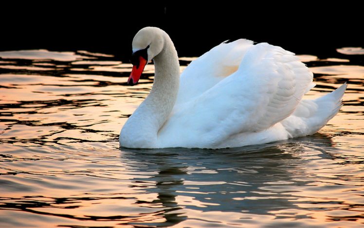 swans HD Wallpaper Desktop Background