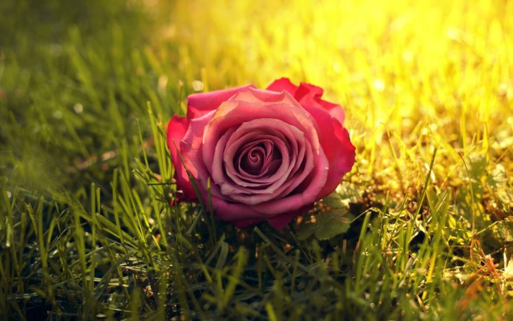 nature, Flowers, Grass, Macro, Roses HD Wallpaper Desktop Background