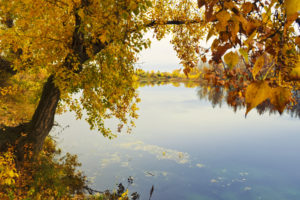 reflection, Trees, Leaves, Autumn, Fall