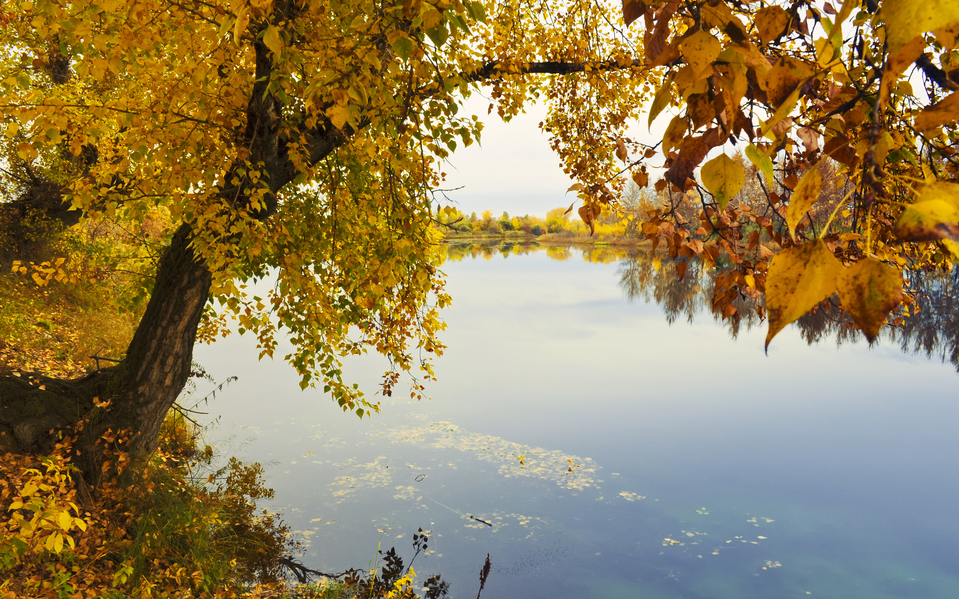reflection, Trees, Leaves, Autumn, Fall Wallpaper