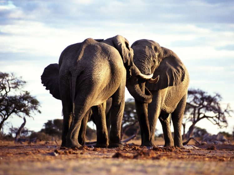 animals, Wildlife, Elephants HD Wallpaper Desktop Background