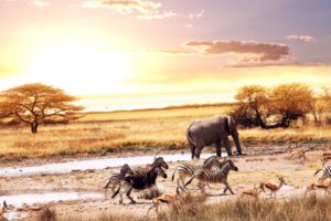 animals, Zebras, Elephants, Africa, Gazelle, Savanna