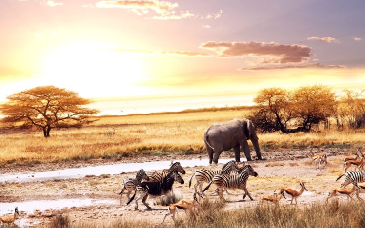 animals, Zebras, Elephants, Africa, Gazelle, Savanna HD Wallpaper Desktop Background