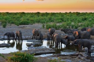 elephants, African, Protect