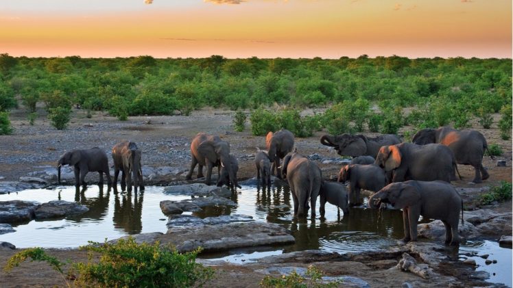 elephants, African, Protect HD Wallpaper Desktop Background