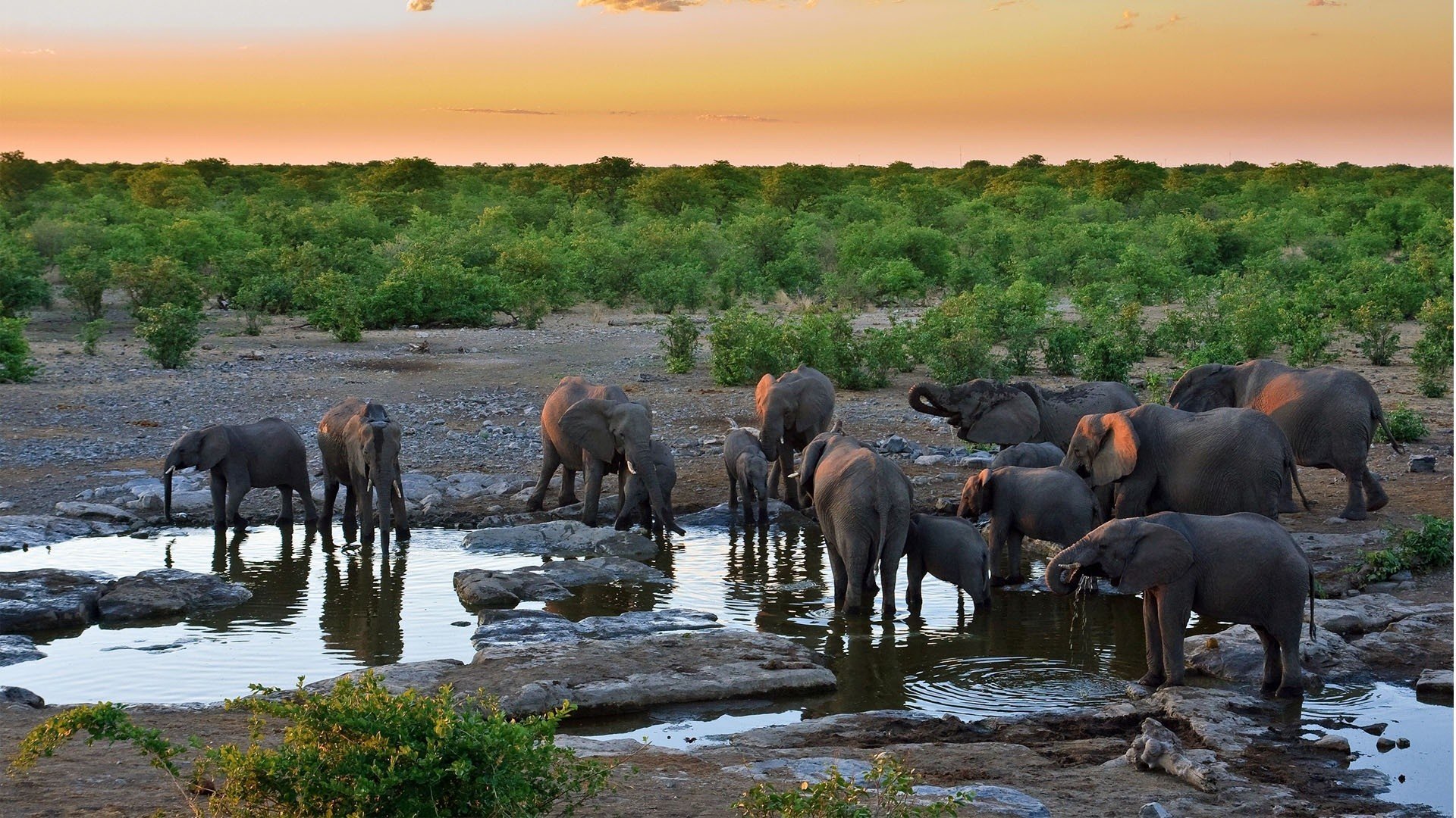 elephants, African, Protect Wallpaper