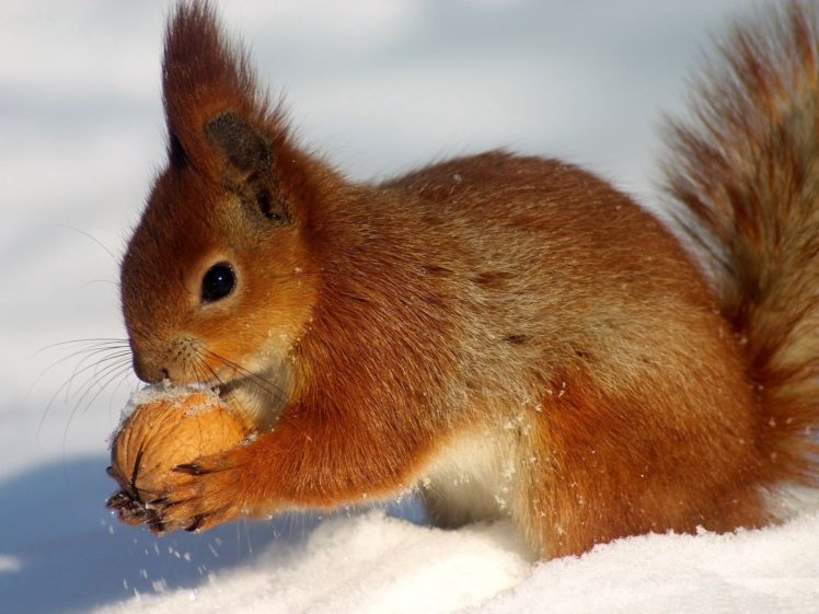 animals, Squirrels HD Wallpaper Desktop Background