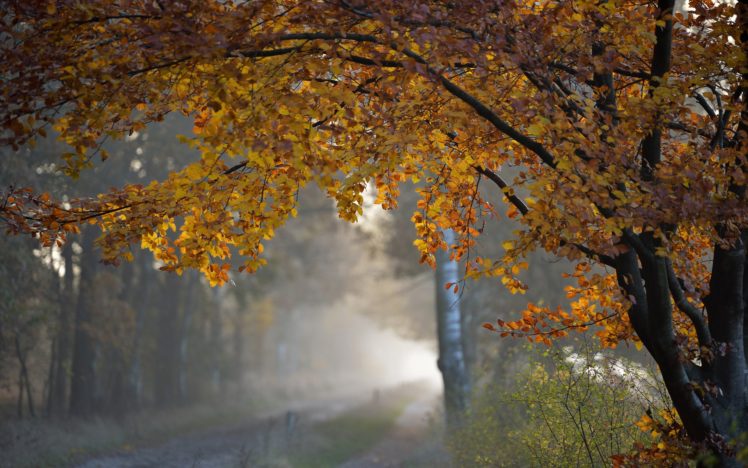 trees, Autumn, Fall, Roads, Rain HD Wallpaper Desktop Background