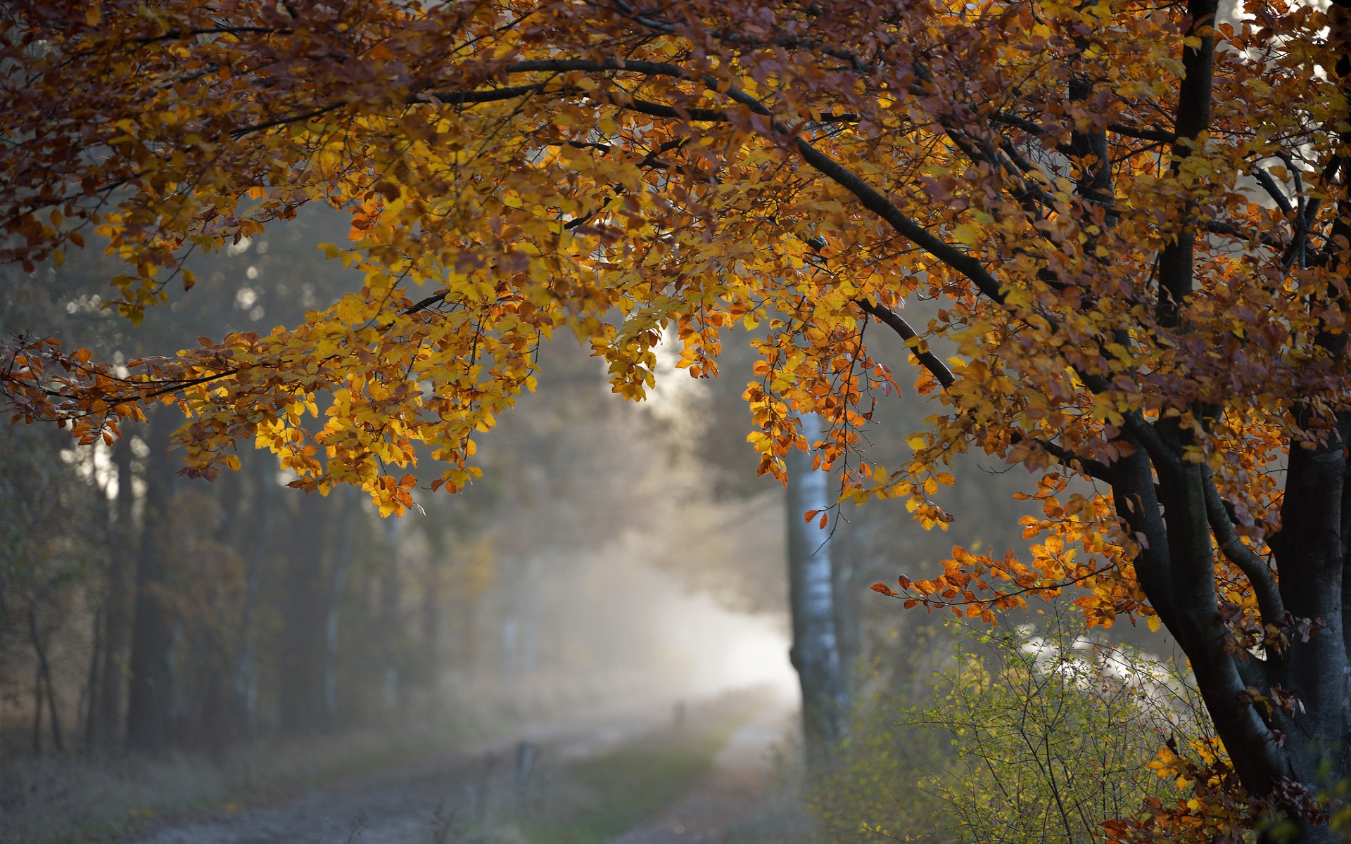 trees, Autumn, Fall, Roads, Rain Wallpaper