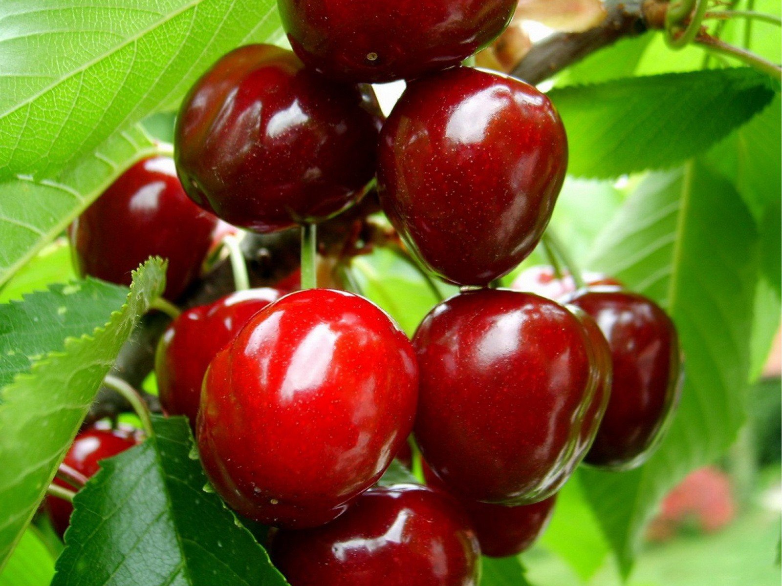 fruits, Cherries Wallpaper