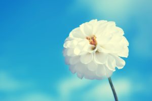 white, Flower, And, Blue, Sky