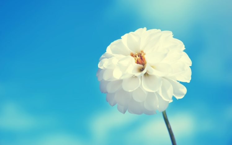 white, Flower, And, Blue, Sky HD Wallpaper Desktop Background