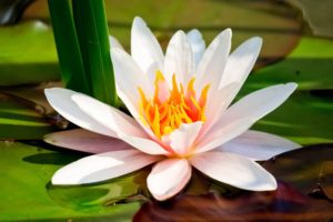nature, Flowers, Lily, Pads, Water, Lilies