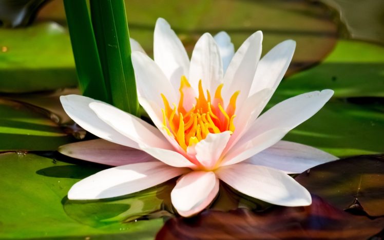 nature, Flowers, Lily, Pads, Water, Lilies HD Wallpaper Desktop Background