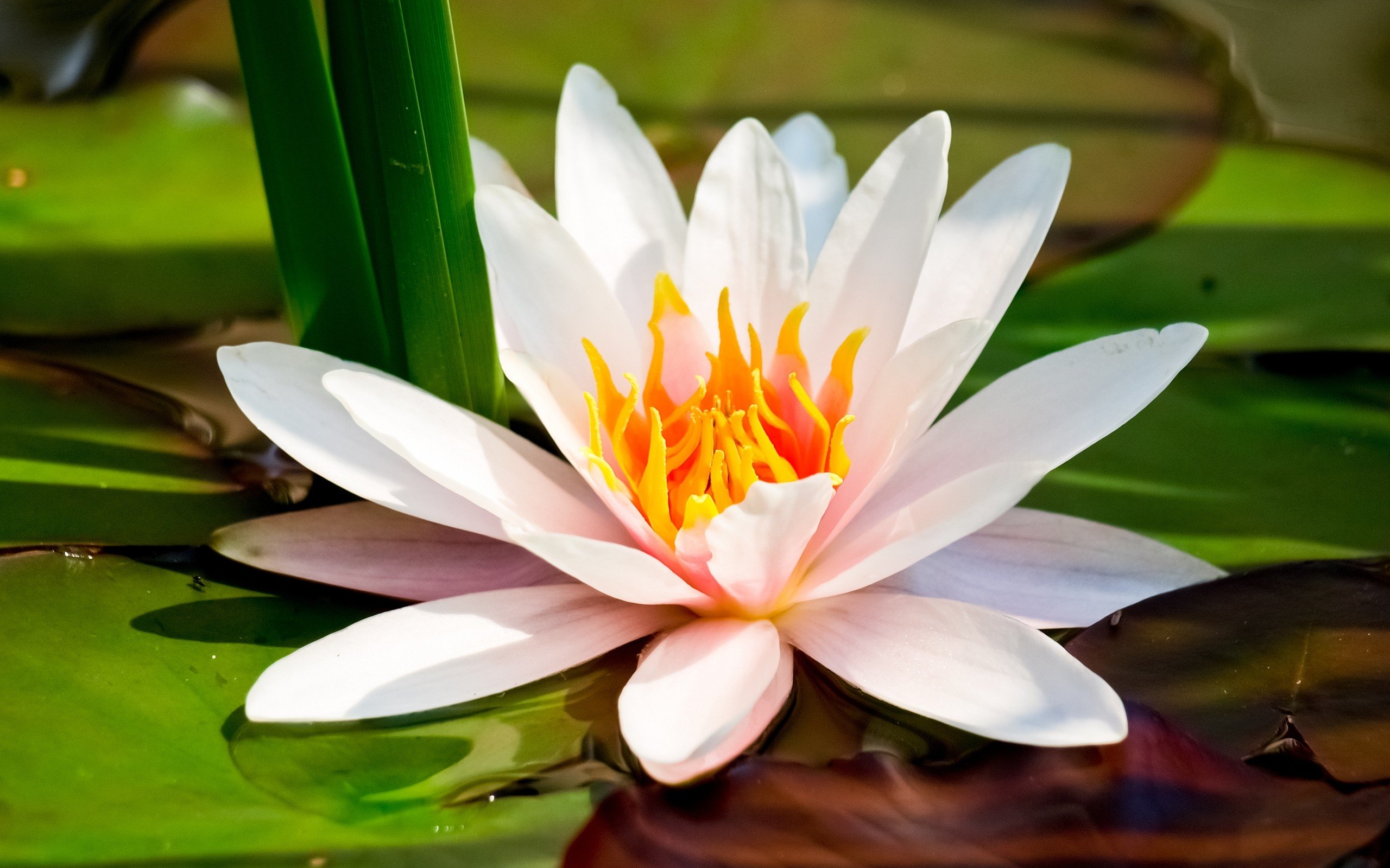nature, Flowers, Lily, Pads, Water, Lilies Wallpaper