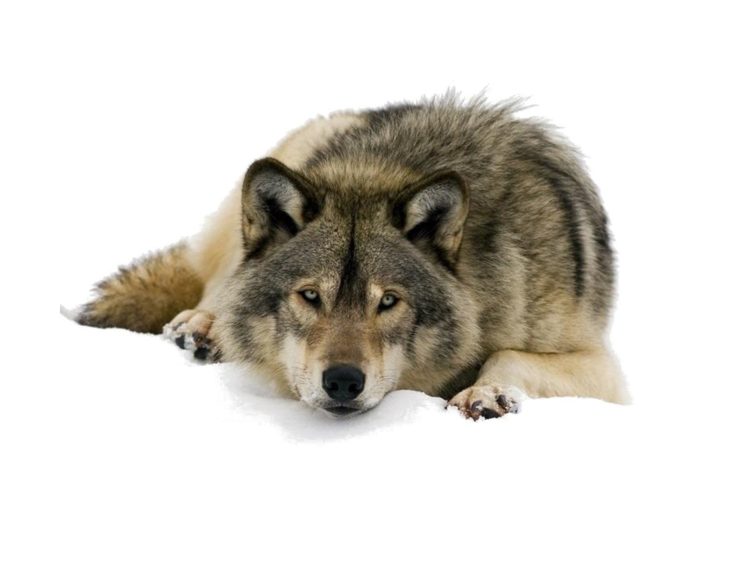 animals, Wolves HD Wallpaper Desktop Background