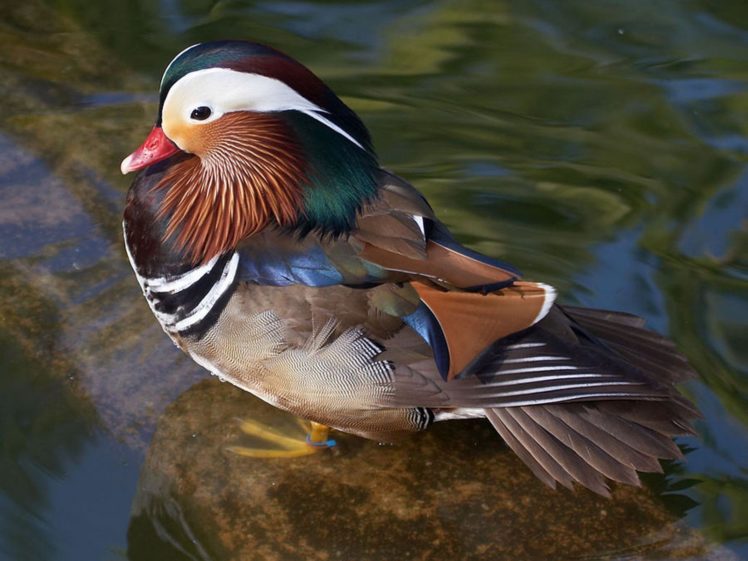 nature, Birds, Ducks, Mandarin, Duck HD Wallpaper Desktop Background