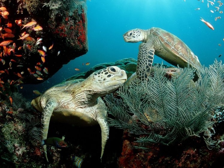 fish, Turtles, Sea, Turtles, Underwater HD Wallpaper Desktop Background