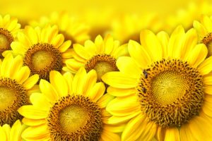 sunflowers, Yellow