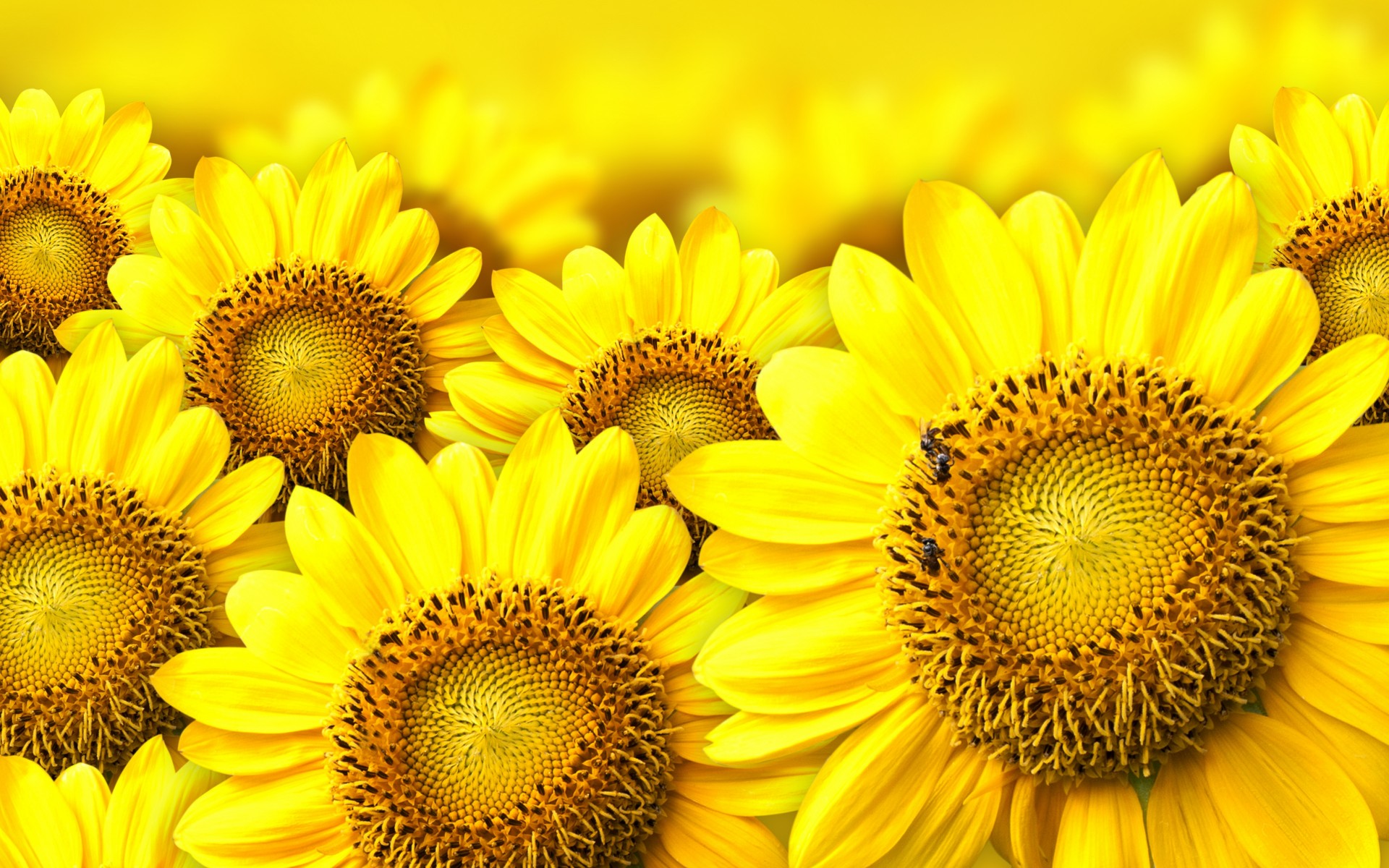 sunflowers, Yellow Wallpaper