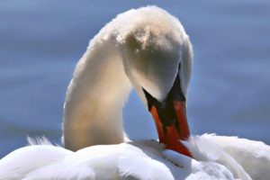 nature, Birds, Swans