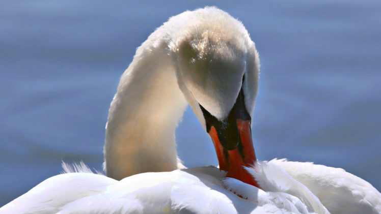 nature, Birds, Swans HD Wallpaper Desktop Background