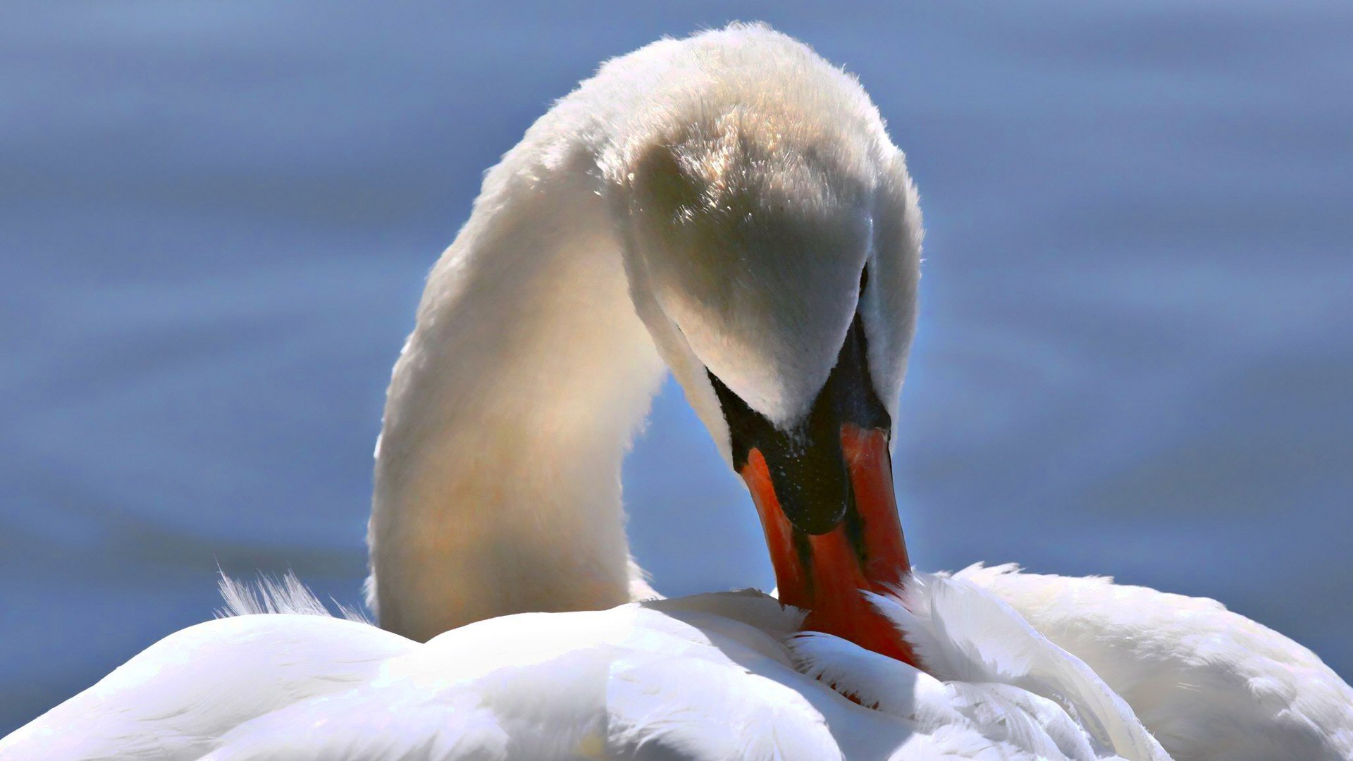nature, Birds, Swans Wallpaper