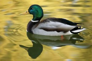 birds, Ducks, Ponds, Golden, Ripples, Reflections