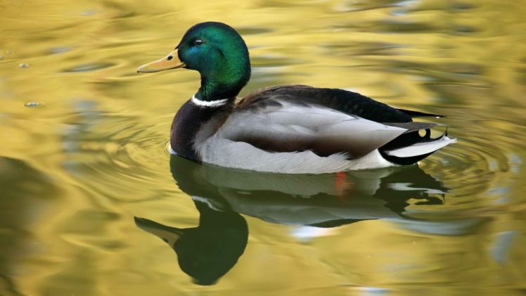 birds, Ducks, Ponds, Golden, Ripples, Reflections HD Wallpaper Desktop Background