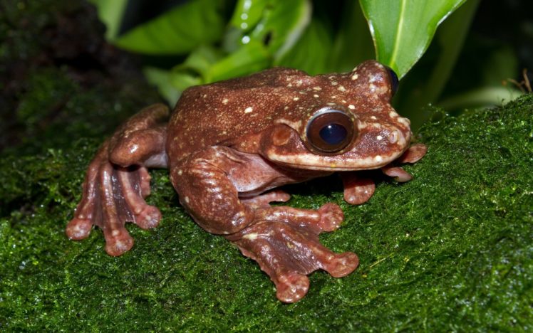 nature, Animals, Frogs, Amphibians HD Wallpaper Desktop Background