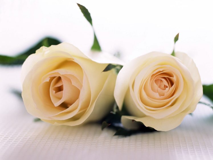 flowers, White, Roses, Roses, Yellow, Rose HD Wallpaper Desktop Background