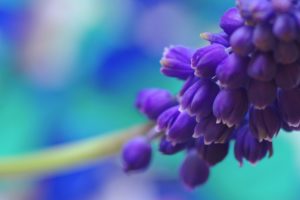 violet, Bells, Flowers