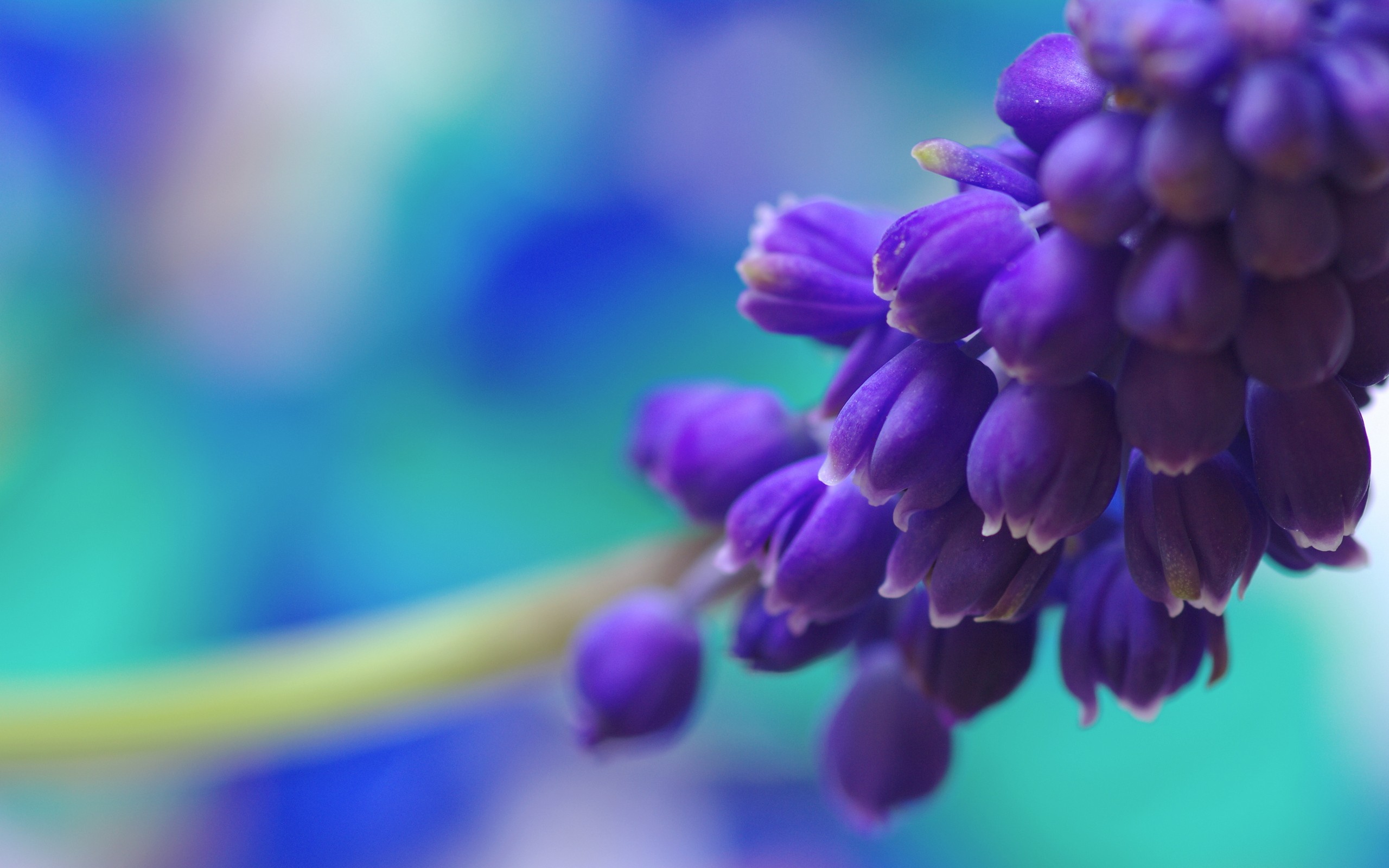 violet, Bells, Flowers Wallpaper