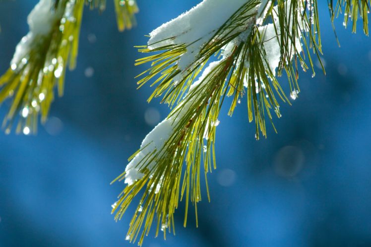 branch, Needles, Needles, Snow, Macro, Green, Blue, Winter, Bokeh HD Wallpaper Desktop Background