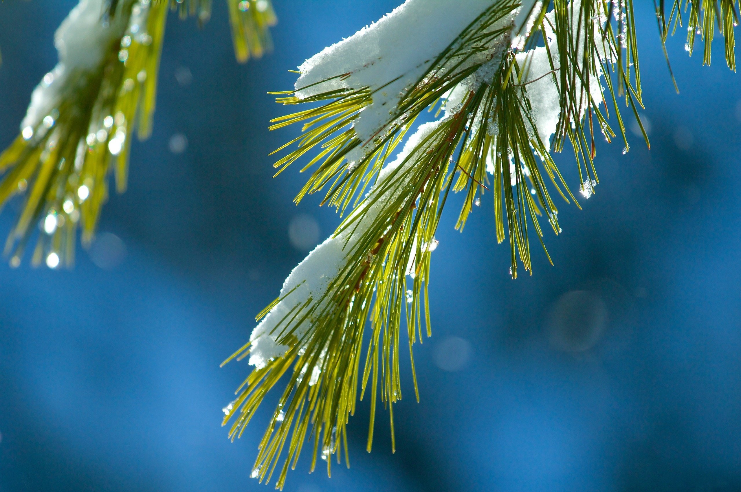 branch, Needles, Needles, Snow, Macro, Green, Blue, Winter, Bokeh Wallpaper