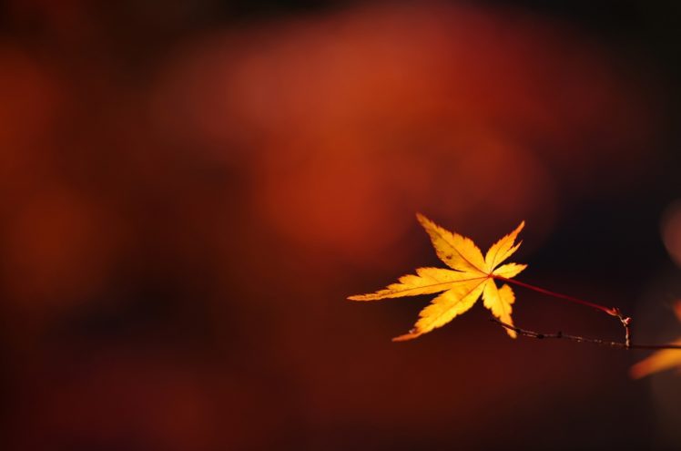 branch, Twig, Leaf, Autumn, Close up, Bokeh HD Wallpaper Desktop Background