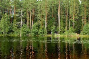 forest, Lake, St, , Petersburg, Russia, Reflection