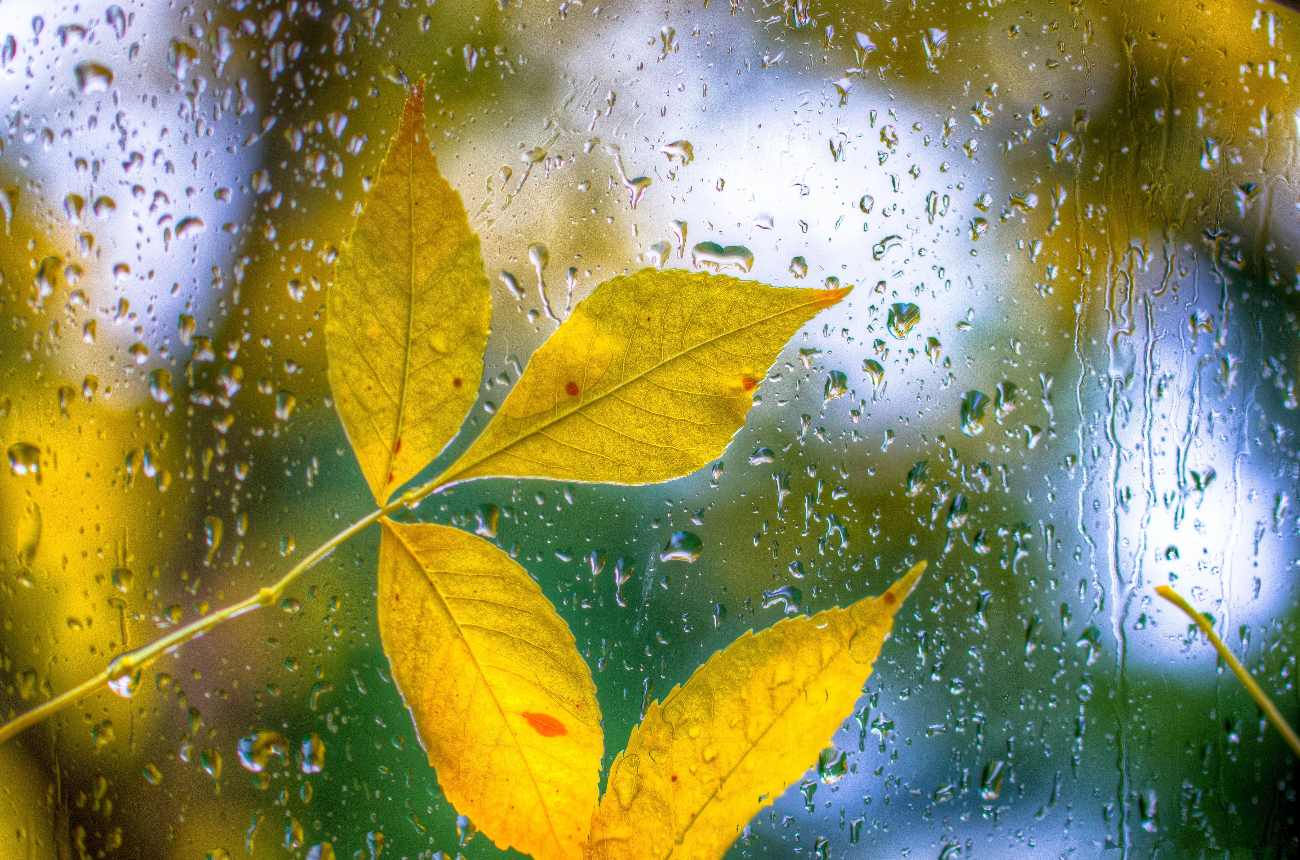 glass, Drops, Leaves, Autumn, Bokeh Wallpaper