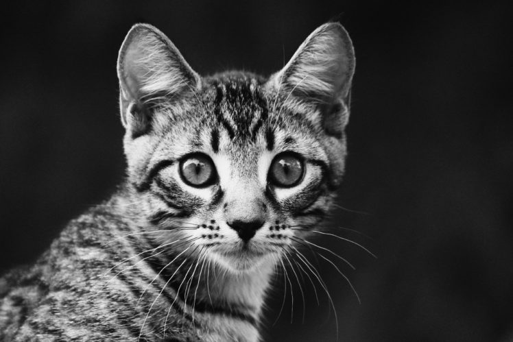kitten, Look, Portrait, Striped HD Wallpaper Desktop Background