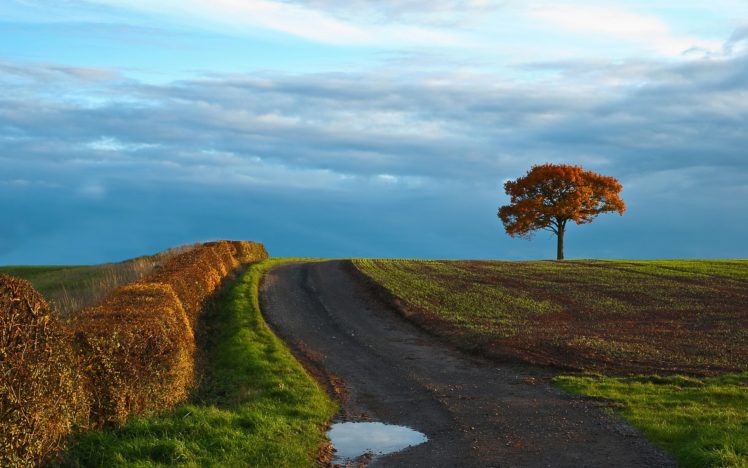 road, Field, Tree, Landscape HD Wallpaper Desktop Background