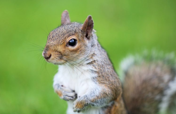 rodent, Squirrel, Muzzle, Protein HD Wallpaper Desktop Background